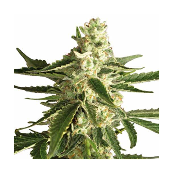  White Diesel Haze Automatic