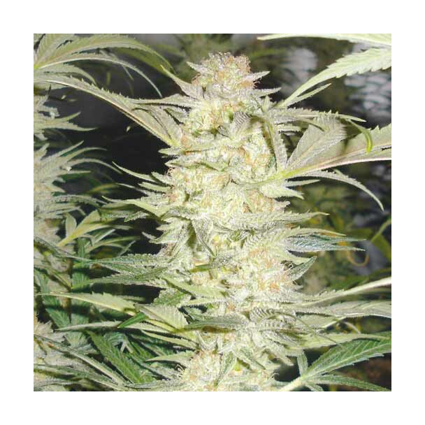 White Widow Medical Seeds