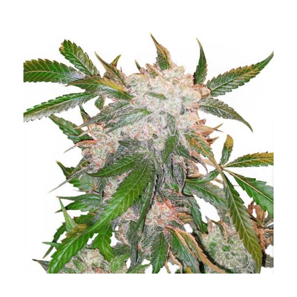 White Widow Dutch Passion