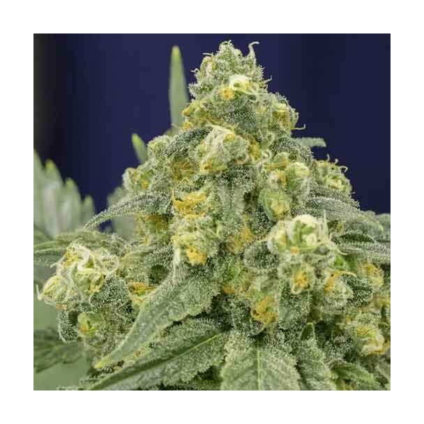 White Widow