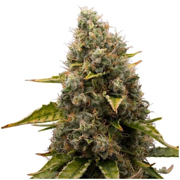 White Widow Royal Queen Seeds