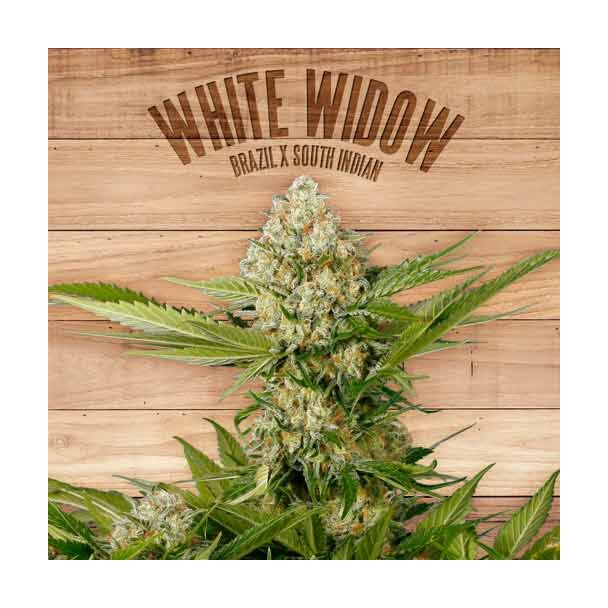 White Widow