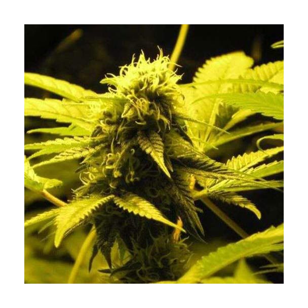 Wonder Woman Feminizada de Nirvana Seeds