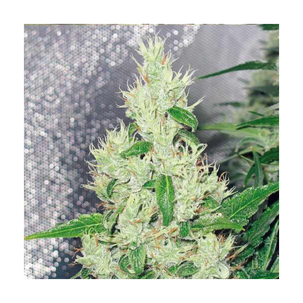  Y Griega Medical Seeds