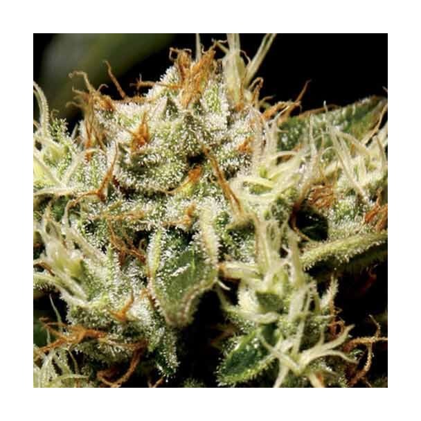 Yumbolt CBD Seeds 