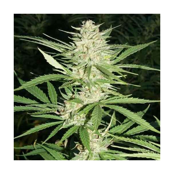 Las semillas de cannabis autoflorecientes feminizadas y las semillas de  marihuana de growerschoice