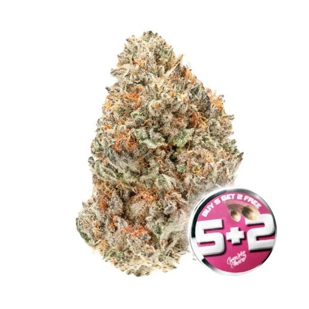 Growers Choice Watermelon Weddingcake Double XL Auto for sale