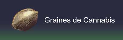 Graines de marijuana disponibles dans la boutique en ligne SantYerbasi Grow Shop.