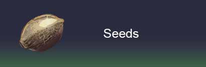 Marijuana seeds available at SantYerbasi Grow Shop Online.